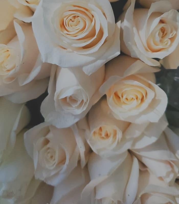 Strauß weißer Rosen von oben fotografiert